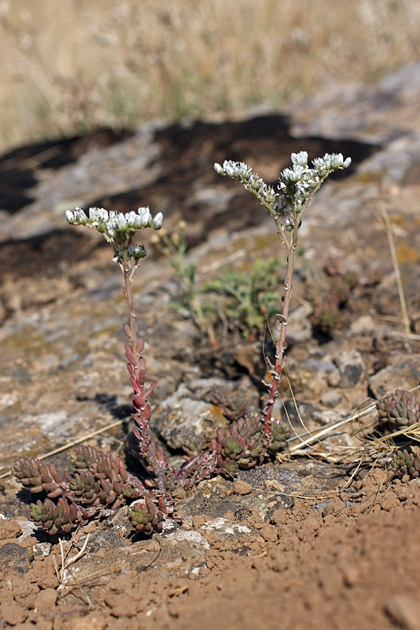 Изображение особи Sedum alberti.