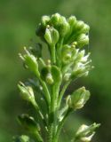 Lepidium ruderale