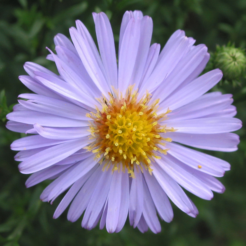 Изображение особи Symphyotrichum &times; versicolor.