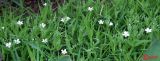 Stellaria holostea