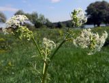 Anthriscus sylvestris