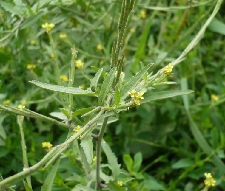 Image of Sisymbrium officinale specimen.