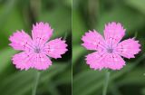 Dianthus versicolor