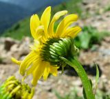 Senecio kolenatianus. Соцветие (вид со стороны обёртки). Краснодарский край, хр. Аибга, каменистое место, ≈ 2300 м н.у.м. 09.07.2015.