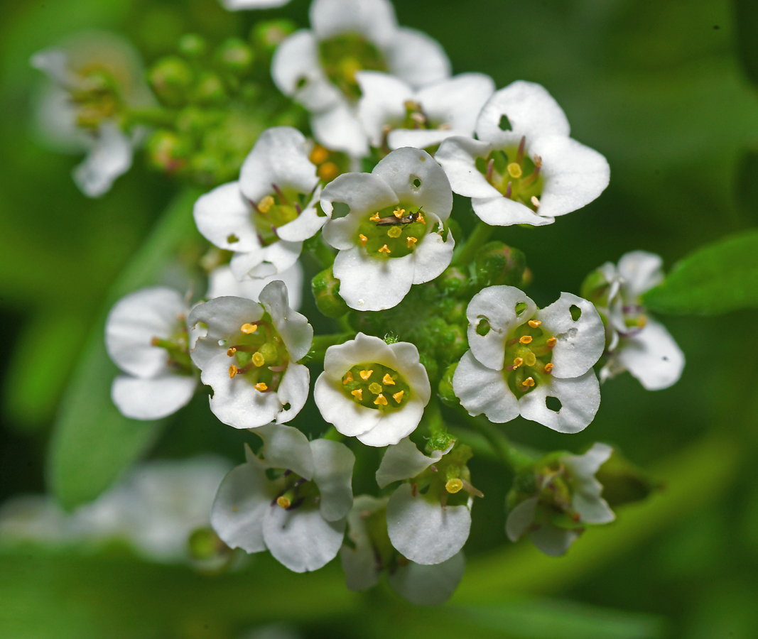 Изображение особи Lobularia maritima.