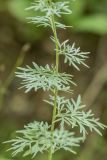 Artemisia absinthium