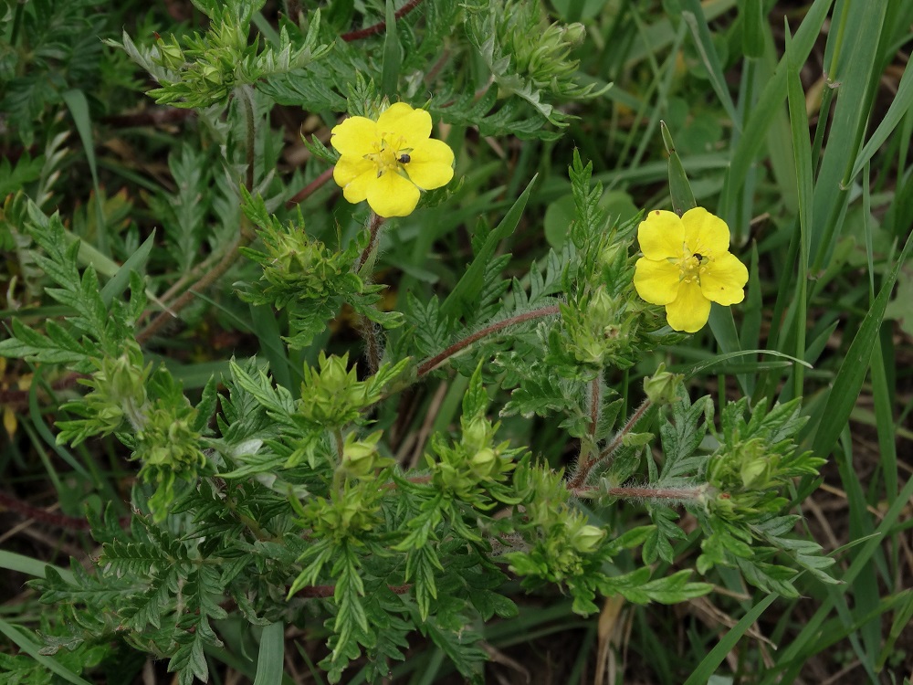 Изображение особи Potentilla multifida.