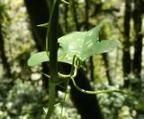 Smilax excelsa