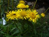 Inula britannica