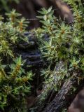 Bryum moravicum