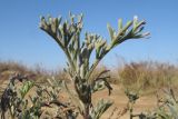 Artemisia arenaria. Верхушка веточки. Краснодарский край, м/о Анапа, окр. станицы Благовещенская, Бугазская коса, на дюне. 12.11.2016.