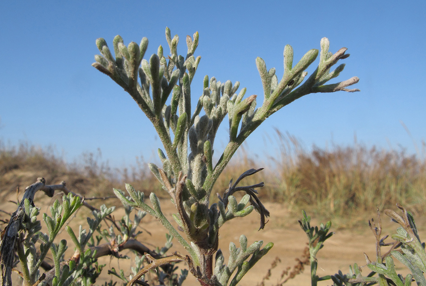 Изображение особи Artemisia arenaria.