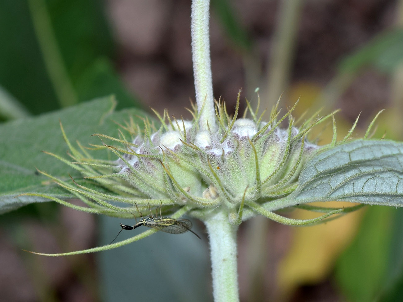 Image of Phlomis sewerzowii specimen.