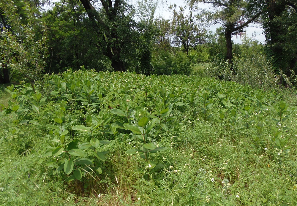 Изображение особи Asclepias syriaca.