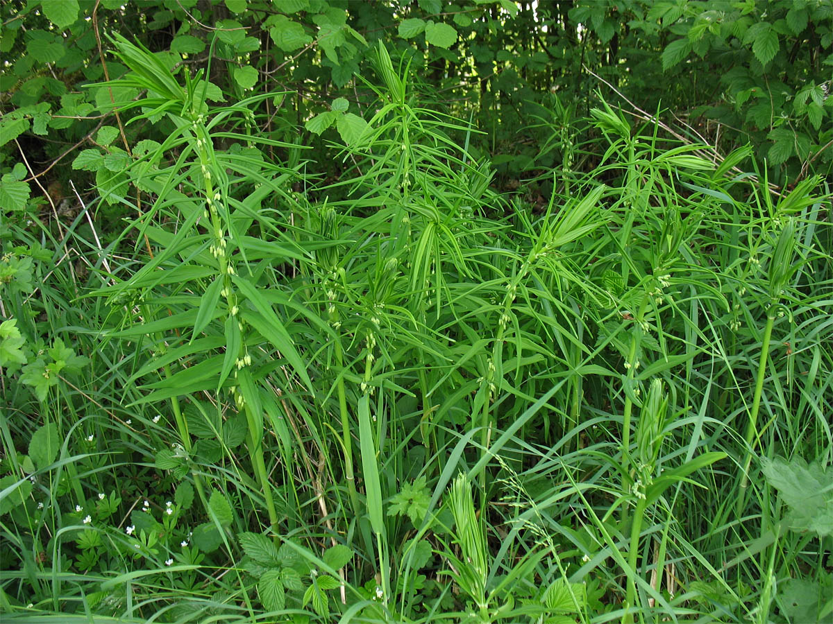 Изображение особи Polygonatum verticillatum.