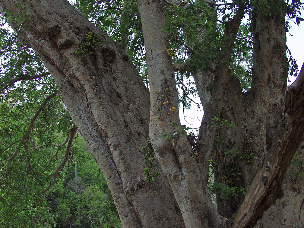 Изображение особи Ficus racemosa.