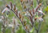 Onosma tinctoria