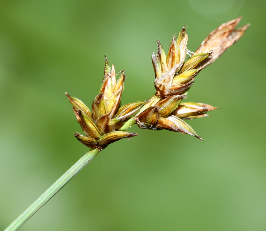 Изображение особи Carex pseudocuraica.