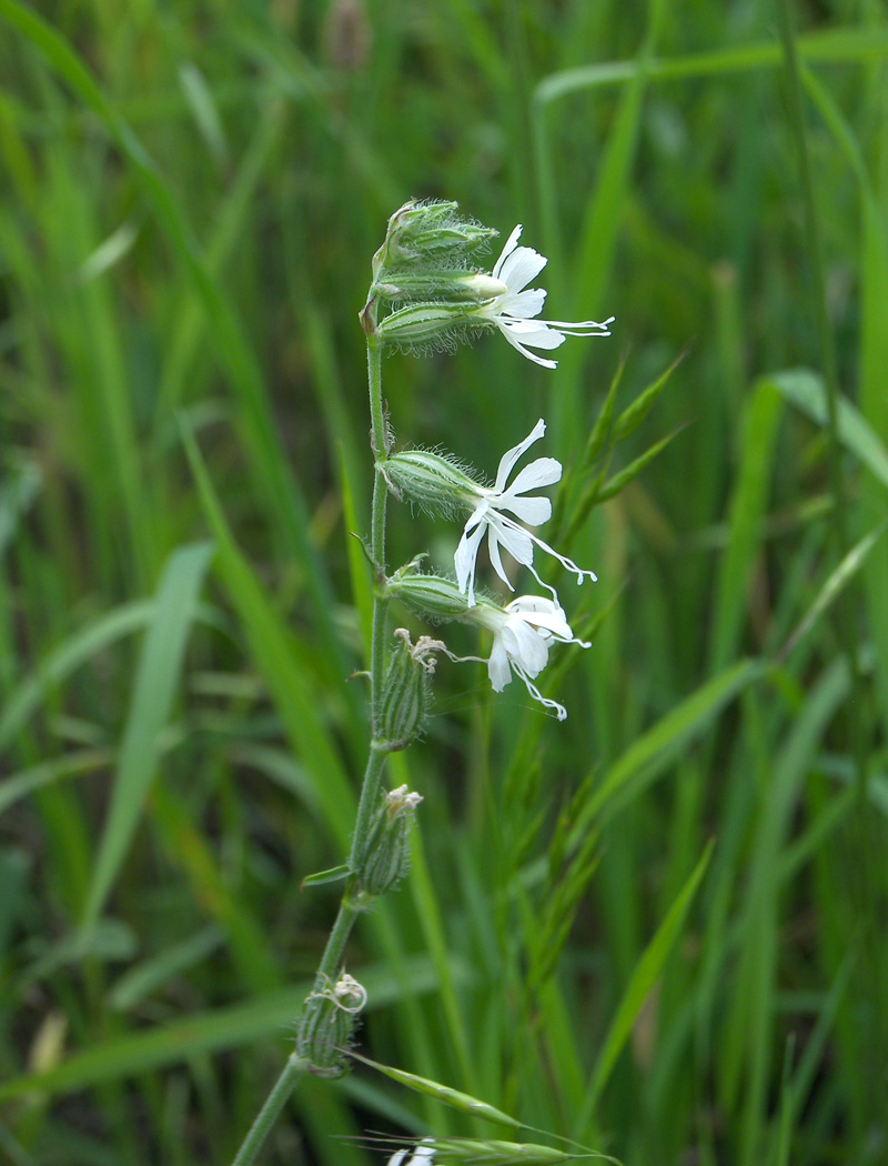 Изображение особи Silene dichotoma.