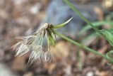 род Tragopogon. Облетающее соплодие. Грузия, Кахетия, окр. г. Кварели, монастырь Некреси, каменистый склон у обочины дороги. 04.05.2017.