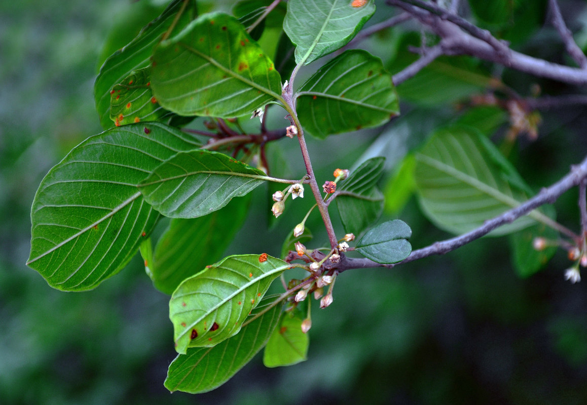 Изображение особи Frangula alnus.