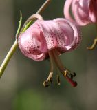 Lilium pilosiusculum. Цветок. Иркутская обл., Осинский р-н, окр. дер. Рассвет, берег Братского вдхр., смешанный лес. 03.07.2018.