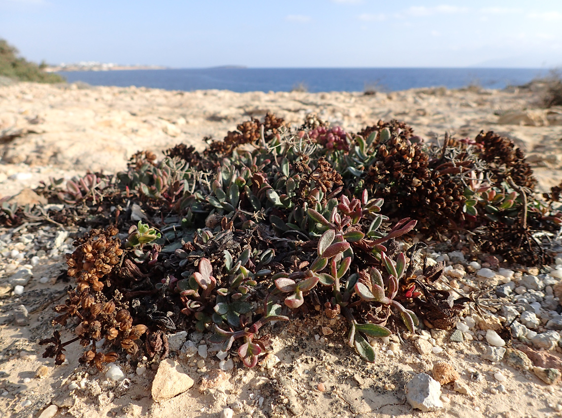 Изображение особи Crithmum maritimum.