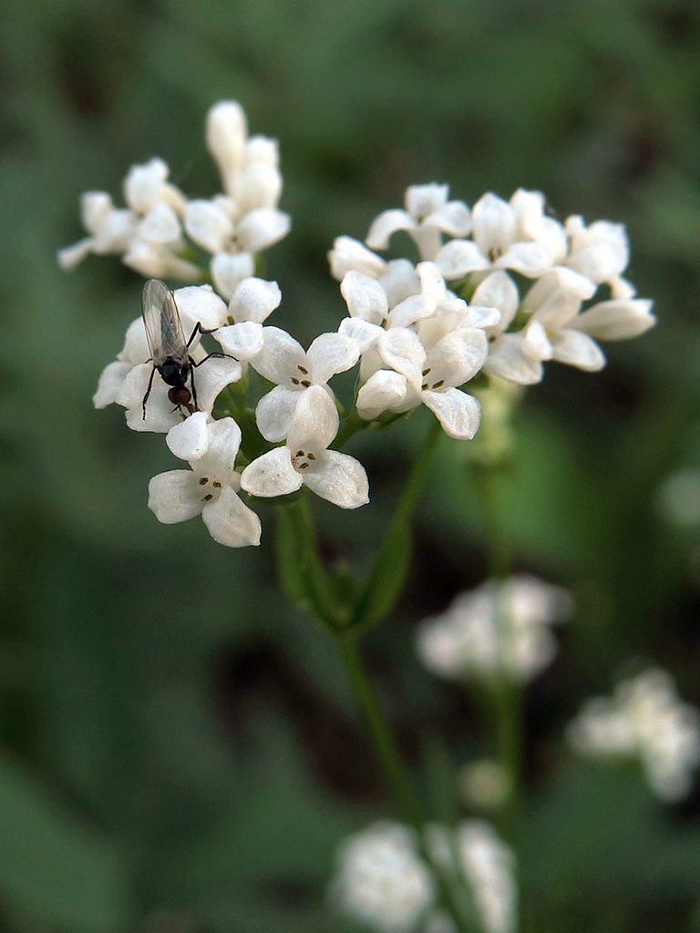 Изображение особи Galium triandrum.