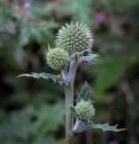 Echinops sphaerocephalus