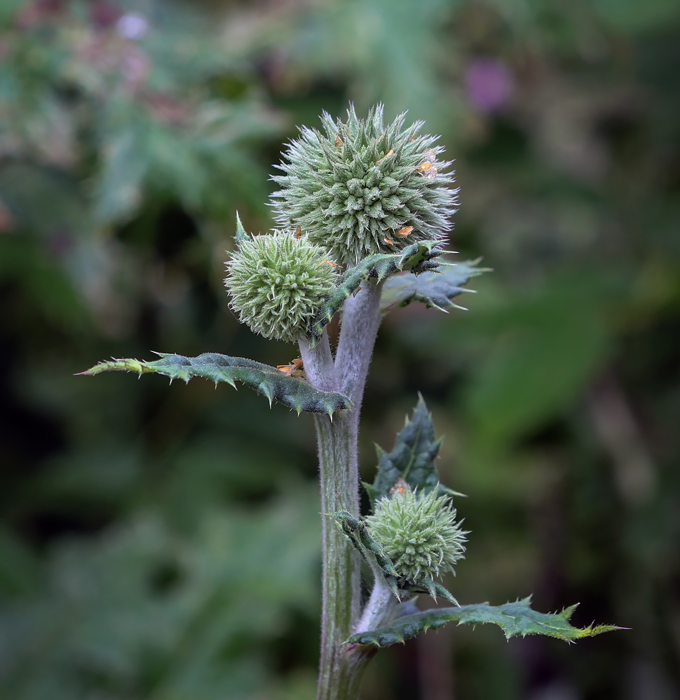 Изображение особи Echinops sphaerocephalus.