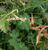 Persicaria hydropiper