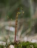 Leptobryum pyriforme