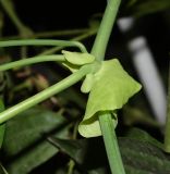 Aristolochia gigantea