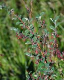 Cotoneaster melanocarpus. Ветви с созревающими плодами. Алтайский край, Змеиногорский р-н, восточный берег оз. Колыванское, луговой склон. 27.06.2021.