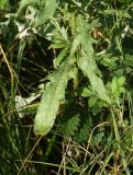 Cirsium incanum