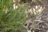 Astragalus pseudotataricus