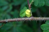 Rosa glabrifolia