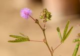 Mimosa pudica