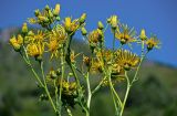 Inula macrophylla