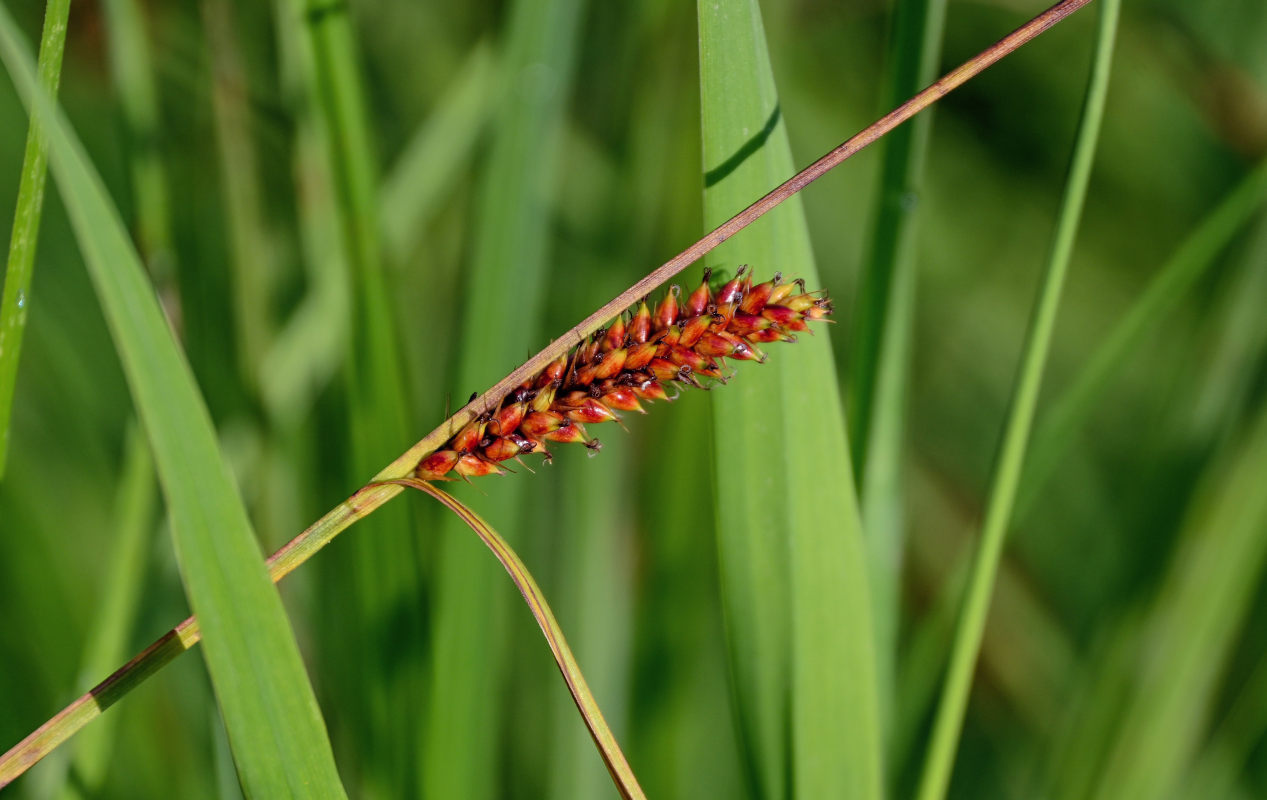 Изображение особи род Carex.