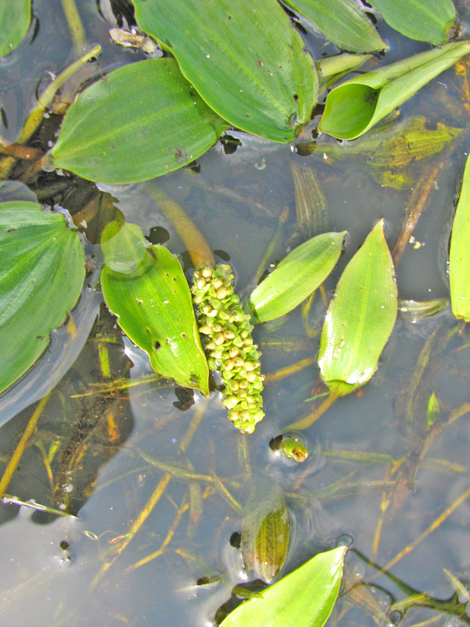 Изображение особи Potamogeton gramineus.