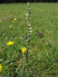 Spiranthes spiralis. Цветущее растение. Нидерланды, провинция Zuid-Holland, остров Goeree-Overflakkee, окрестности населённого пункта Ouddorp, заказник Westduinen, луг на месте многолетнего выпаса. 16 августа 2008 г.