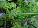 Chaerophyllum bulbosum. Часть стебля. Чувашия, окр. г. Шумерля, ЛЭП перед Низким полем. 12 мая 2012 г.