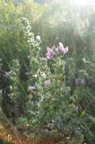 Ononis arvensis subspecies spinescens. Цветущее растение. Южный берег Крыма, над Гурзуфом, на лугу. 21 июня 2012 г.