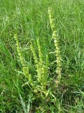 Rumex stenophyllus. Цветущее растение. Астраханская обл., Икрянинский р-н, луговая низина у с. Ниновка. 10.08.2012.