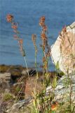 Rumex thyrsiflorus