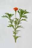 Tagetes patula