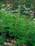 Galium odoratum. Цветущие растения. Горный Крым, буковый лес в окр. с. Соколиное. 5 мая 2013 г.