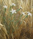 Dianthus monadelphus