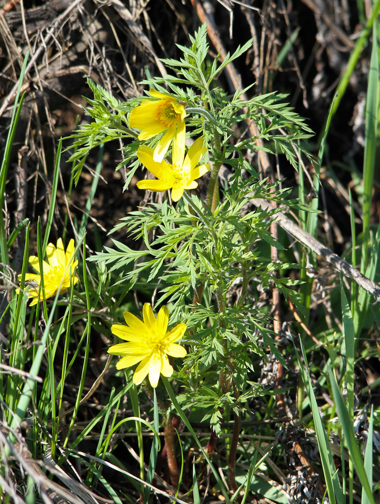 Image of Adonis villosa specimen.